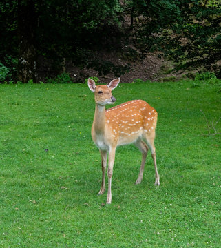 Rehe und Hirsche im Wildpark