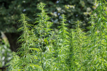 Hanffeld für Marijuhana