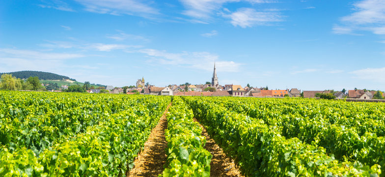 Vineyards with the Village of Meursault, France
