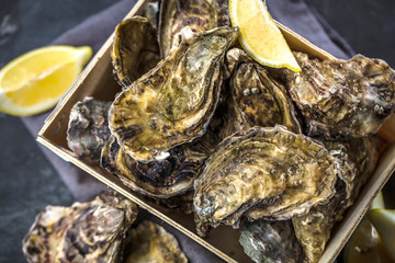 Frische austern