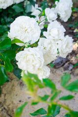 Obraz na płótnie Canvas Beautiful white Rose flower in the garden. Selective focus