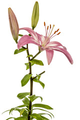 Flower of a pink lily, isolated on white background