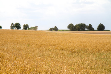 Fototapeta na wymiar Field of oat