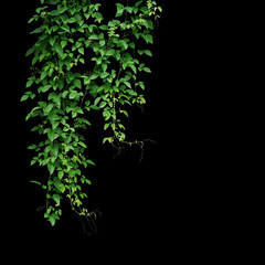 Wild climbing vine ivy plant bush, hanging  Bush grape ivy or Cayratia trifolia liana plant isolated on black background with clipping path..