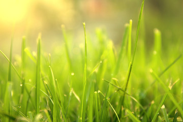 Grass. Fresh green spring grass with dew drops closeup. Sun. Soft Focus. Abstract Nature Background