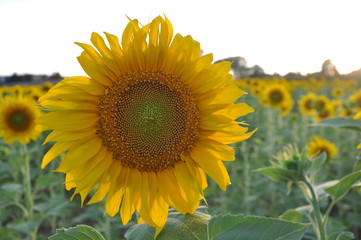 Fototapeta premium Sunflower in a summer day. 