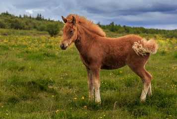 Naklejka na ściany i meble Icelandic Horse in Mountain Pasture