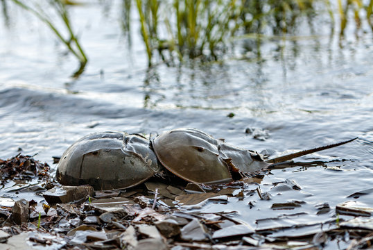 Horseshoe Crabs