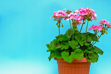 Smaill flowerpot with a pink flower, beside view isolated on blue and green background.
