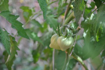 Green tomatoes in the garden