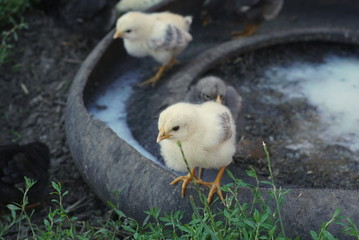 Portrait of a small yellow chick closeup