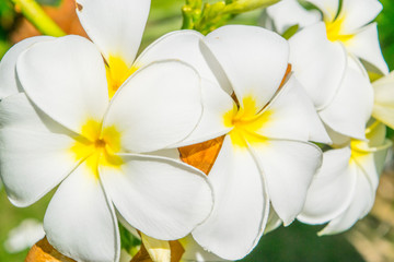 Flowers of plumeria - macro at green leafs background 