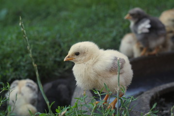 Portrait of a small yellow chick closeup