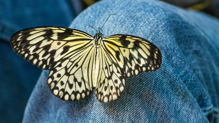 Rice Paper Butterfly 