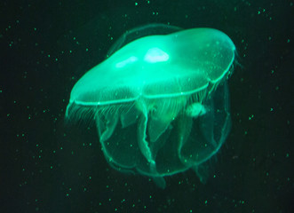 Glowing neon green jellyfish on black background