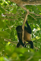 A howler monkey sitting in the tree tops of a forest