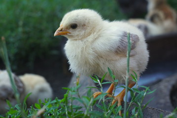 Portrait of a small yellow chick closeup