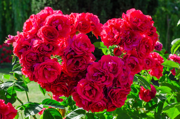 Beautiful red roses bunsh shape heart in the garden. Selective focus