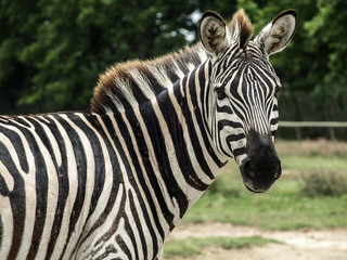 Fototapeta na wymiar Close up view of beautiful african zebra (African equids) looking behind, with blurred background.