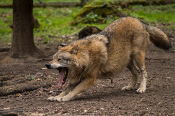 Wolf 1, Hessen, D