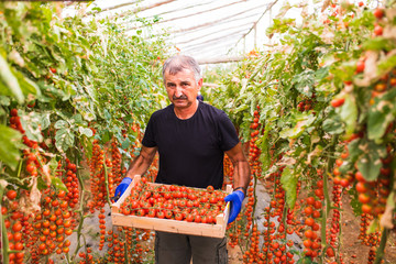 Mature Man in greenhouse colected cherry tomatoes harvest in a box at the camera in greenhouse