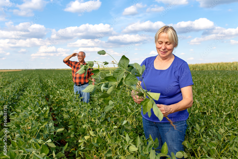 Wall mural Senior couple working in soybean field and examining crop.	 - Wall murals