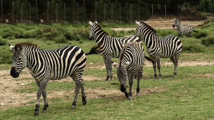 Fototapeta na wymiar View of some beautiful african zebras (African equids) walking in a row on a green grass ground.