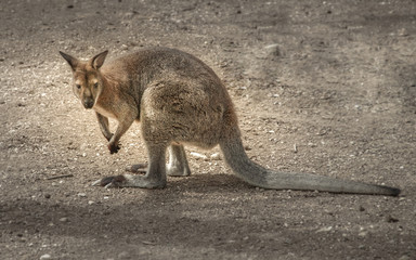 Close up side view of a full size kangaroo looking at camera.