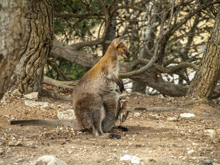 Close up side view of a kangaroo with a baby kangaroo looking forward.