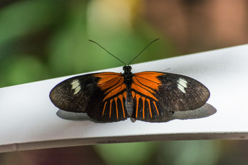 Fototapeta na wymiar Doris Longwing Butterfly