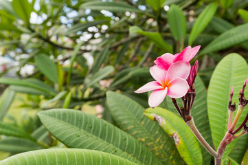 Plumeria frangipani pink flowers in Martinique