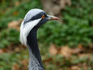 Close up portrait from behind of the confused bird with long white hair on back of her head