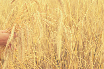 Hands gently pat the spikelets of wheat on a summer day.