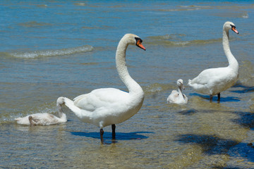 Swan Family