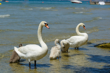 Obraz premium Swan Family