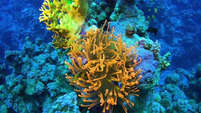 Tropical Fish on Vibrant Coral Reef, underwater scene
