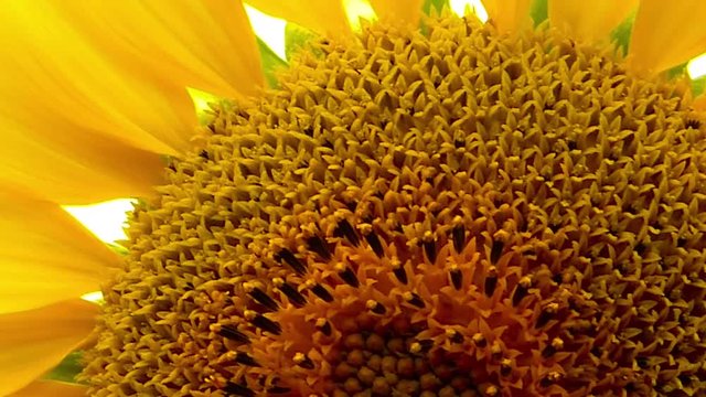 Gros plan tournesol avec du vent