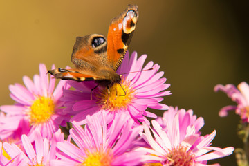 motyl na kwiatku © Marcin