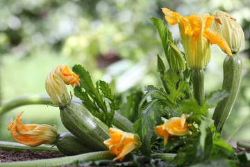 Zucchini flowers plant in vegetable garden growing