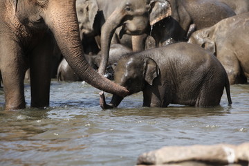 Sri Lankan Asian Elephants - 166384150