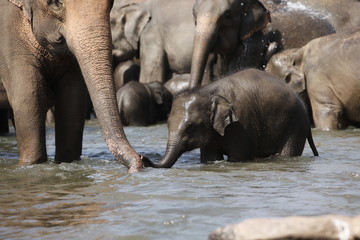 Sri Lankan Asian Elephants - 166384168
