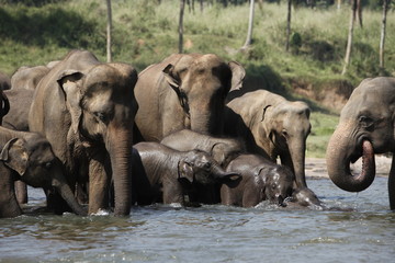 Sri Lankan Asian Elephants - 166384318