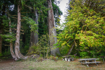 Picnic Area Under Redwoods
