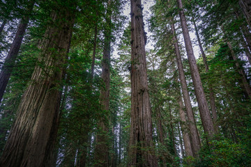 Redwood Giants