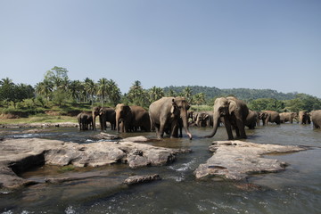 Sri Lankan Asian Elephants - 166384394
