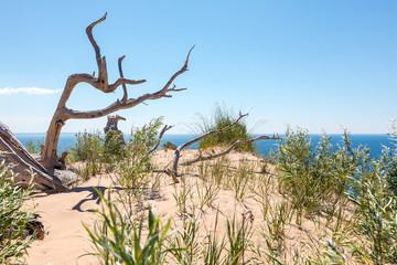 Ghost Tree of Sleeping Bear Dunes National Lakeshore