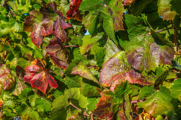 Grape Leaves on the Vine