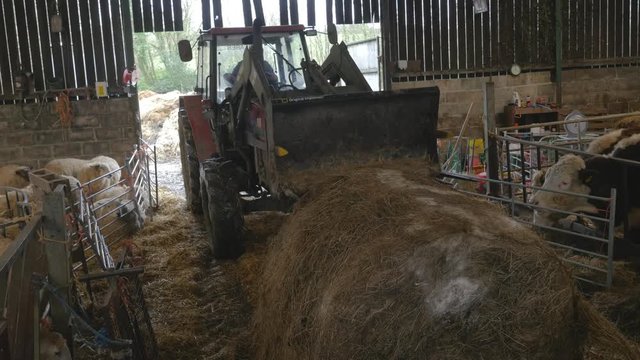farmer breaking up hay for livestock in barn