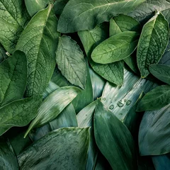 Blätter Blatt Textur grünen organischen Hintergrund Makro-Layout Nahaufnahme getönt © IRINA