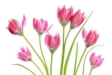 Fototapeta premium Tulips